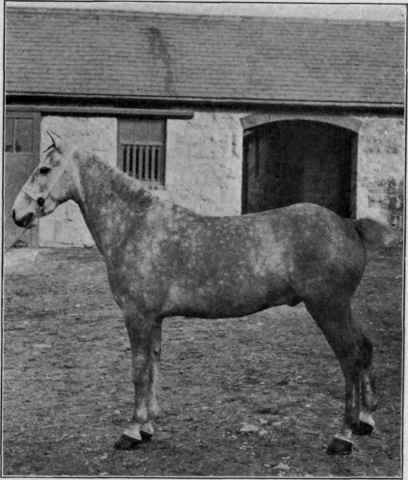 Movement. Welsh pony gelding.
