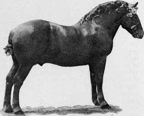 Suffolk Punch stallion.