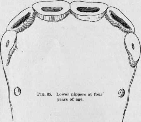The Horse s Teeth 63