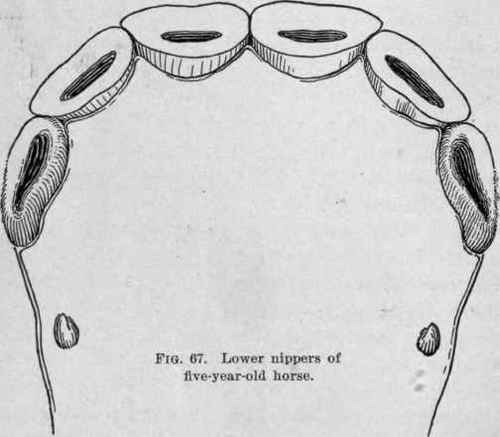 The Horse s Teeth 65