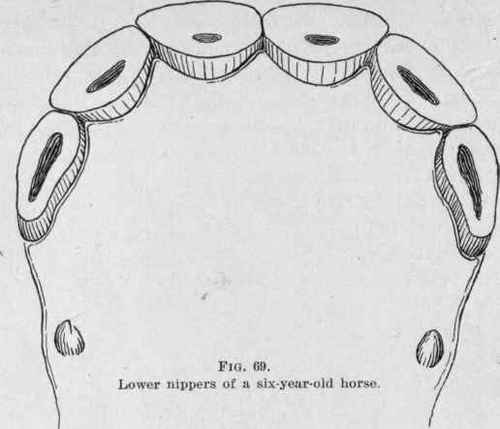 The Horse s Teeth 67