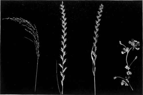 a, Wood Meadow Grass ( Poa nemoralis).