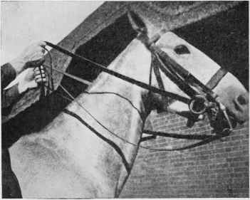 Fig. 20 - The bit and bridoon reins are divided by the width of the hand.