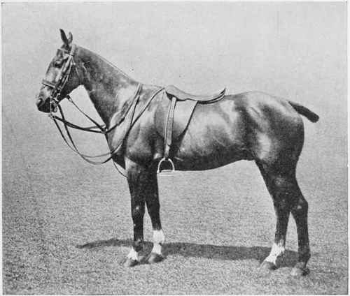 Fig. 26 - Brown Gelding - Balance perfect.