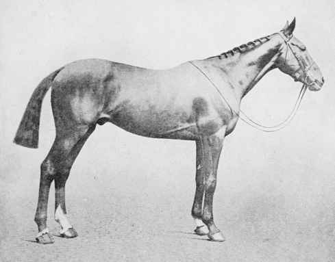 Fig. 24 - Brown Gelding - Perfect balance.