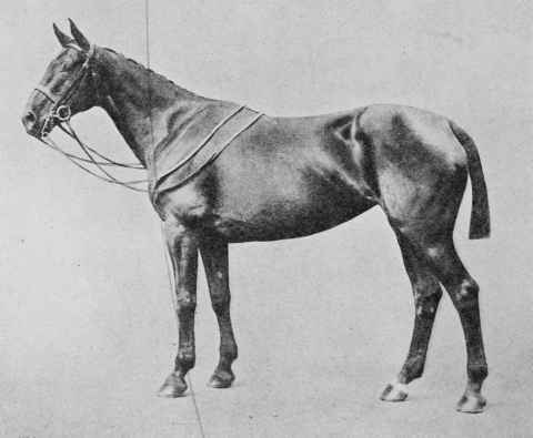 Fig. 27 - Brown Mare - Balance perfect