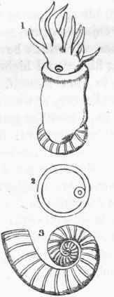 1. Animal of Spirula, exhibiting the shell in situ. 2. Transverse section.