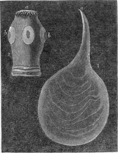 1. Cysticercus iemiicollis (nat. size.) 2. Head magnified: a, circlet of hooks; b, suckers.