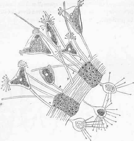 Acineta tuberosa (Ehr.), attached to a stalk of Ceramium diaphanum.