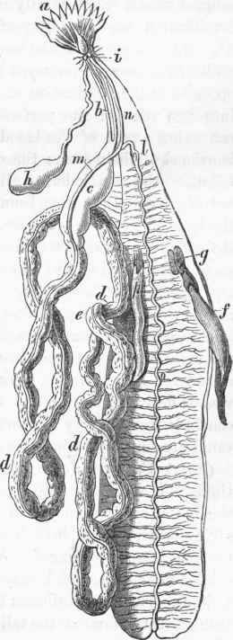 Anatomy of Sipunculus: a, oral tentacles; b, oesophagus; c, stomach.
