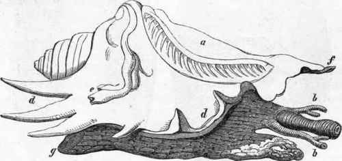 Animal of Pterocera in situ.