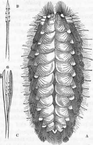 Aphrodite aculeata.