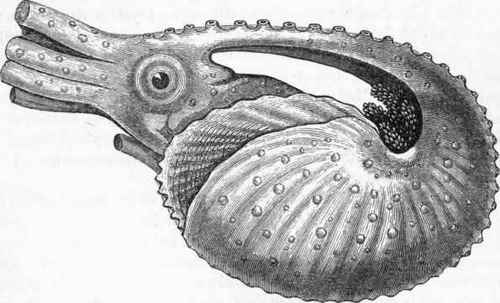 Argonaut. (After M. Sander Rang.)