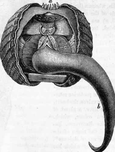 Cardium: a, oral orifice; b, foot.
