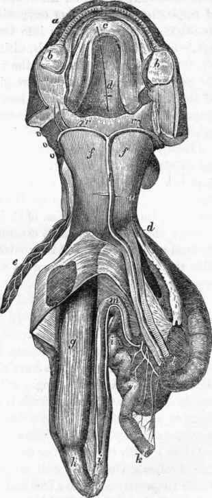 Circulation in Menopoma.