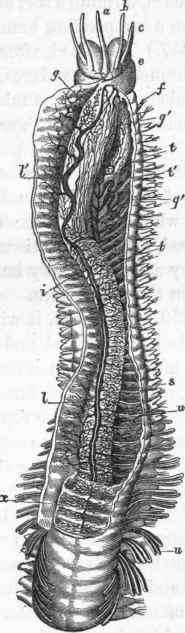 Circulatory and respiratory apparatus of Eunice sanguined.