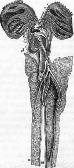 Course of the circulation in Lepido siren. (After Owen.)
