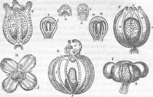 Development of Tubularia by free gemmae.