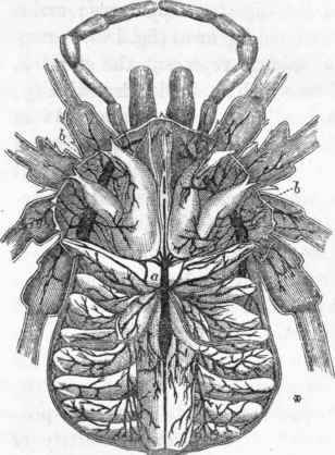 Digestive and circulatory apparatus of the Harvest Spider.