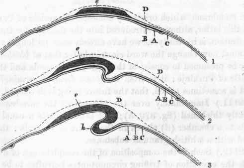 Earliest appearance of embryo.