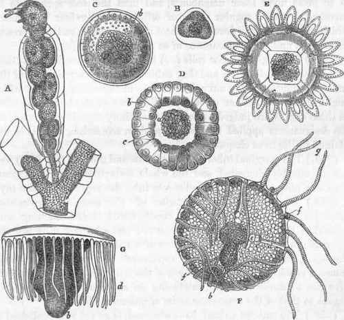 Embryology of Campanularia gelatinosa.