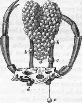 Female generative organs of Astacus Jluviatilis: a,bb, ovaria; c, oviduct; d, external termination of the right oviduct; e, escaped ovum.