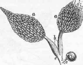Female generative organs of the Queen Bee: a a, ovigerous tubes; bb, oviducts; c, spermatheca; e, vagina, or common excretory duct.