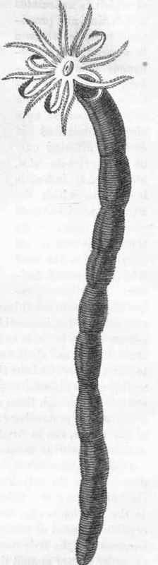 Fistularia.
