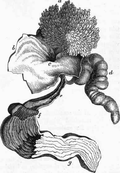 Generative organs of the female Cuttle fish. (After Curier.)