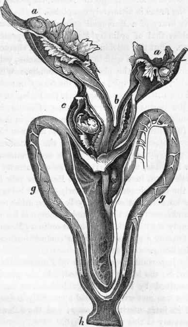 Generative organs of the female Kangaroo.