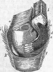 Ibla Cumingii, showing the supplemental male: a, b, c, d, e,f, g, i, body of the female Ibla; h, supplemental male.