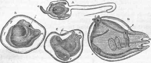 Larva and progressive stages of metamorphosis in an Ascidian Mollusk.