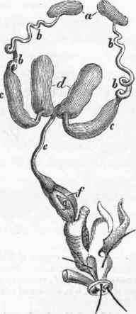 Male generative organs of the Hive Bee (Apis mellifica): a, testes; b b, vasa deferentia.