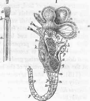 Melicerta ringens (after Prof. Williamson): a a, ciliated lobes, constituting the rotatory apparatus.