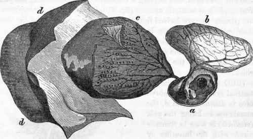 Membranes of the ovum.