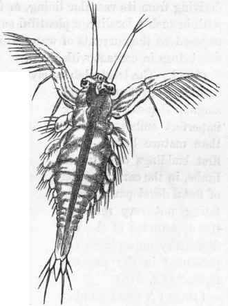 Metamorphoses of Artemia.