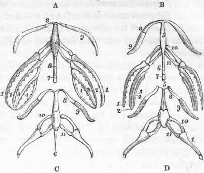 Metamorphoses of the os hyoides in the Tadpole. (After Dr. St. Ange.)
