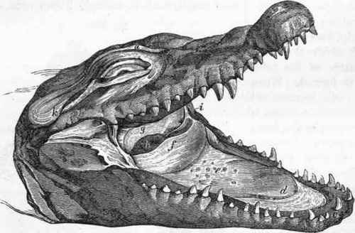 Mouth of the Crocodile.