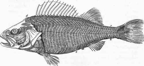 Myology of the Perch. (After Cuvier.)