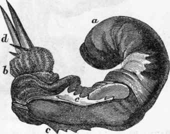 Penis of the Agouti.