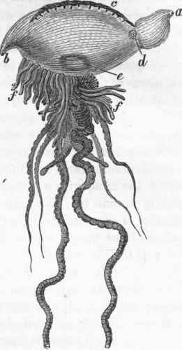 Physalia. a b, vesicular float; c, crest; d, orifice; e, nucleus; f f, inferior append.