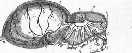 Plan illustrating the circulatory system in a Spicier.