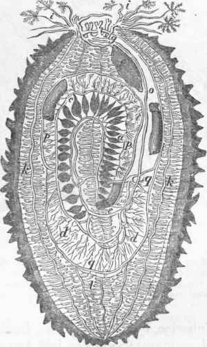 Plan of the circulation in Holothuria, according to Delle Chiaje.