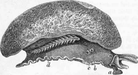Pleurobranchus.