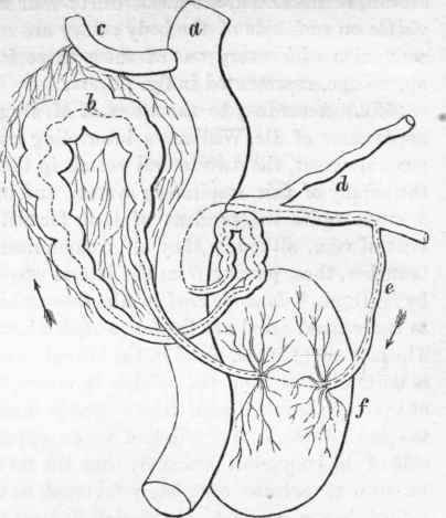 Respiratory organs of the Leech, according to M. Duges: a, lateral vessel.