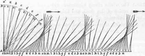 Rotifera Ehrenberg 276