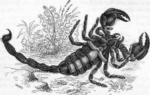 Scorpion (ventral aspect.)