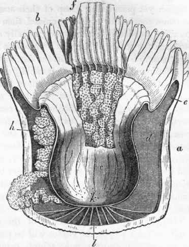 Section of Actinia.