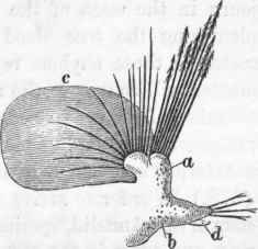 Segment of Aphrodite.