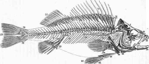 Skeleton of the Perch (Percafiuviaiilis.) (After Cuvier.)